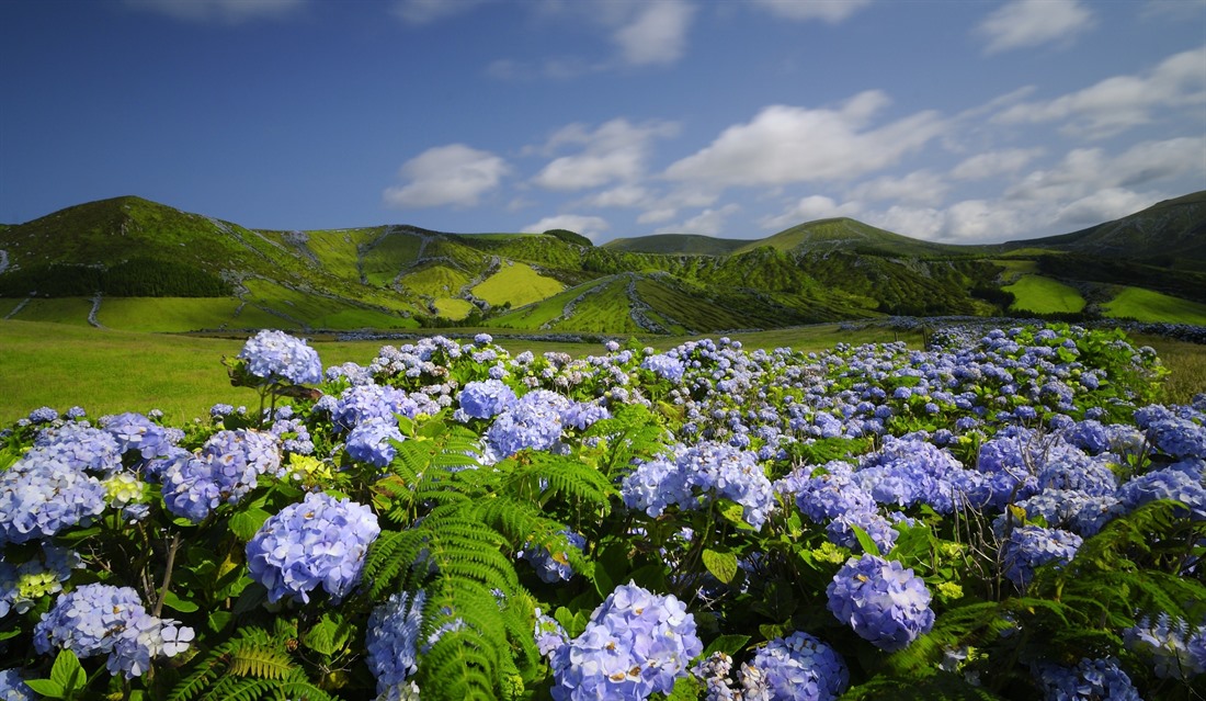 Hydrangeas on Flores