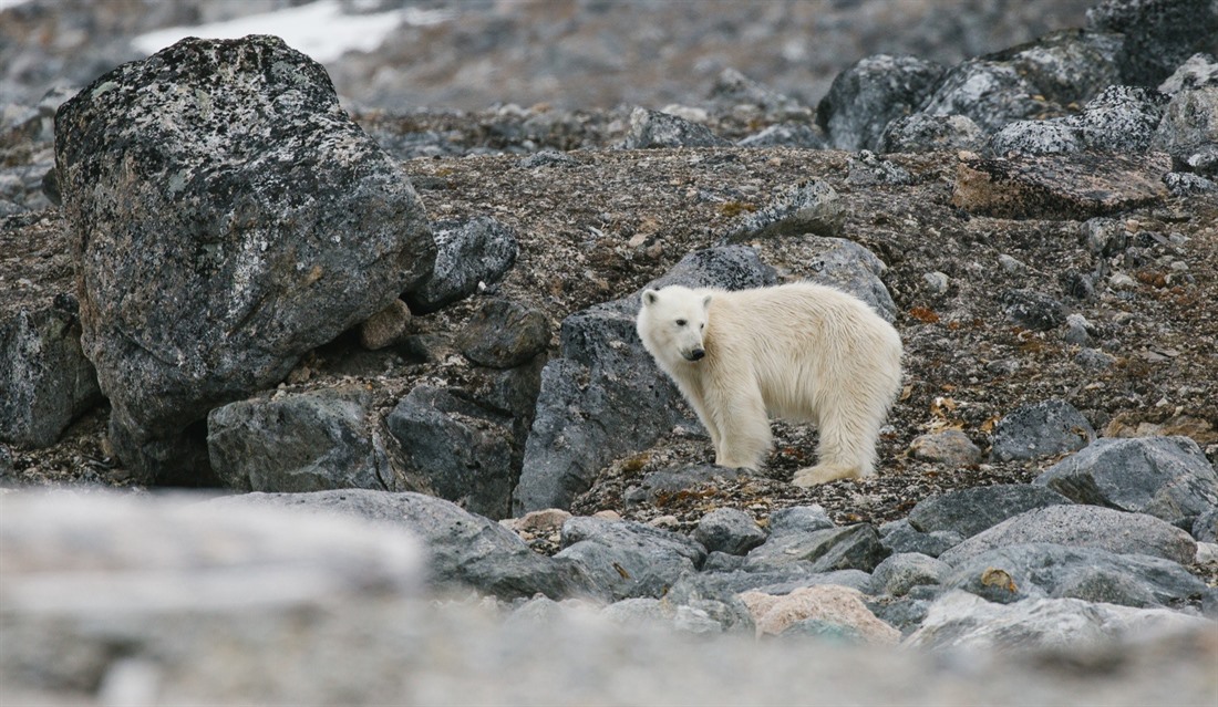 Polar bear, photo credit John Bozinov