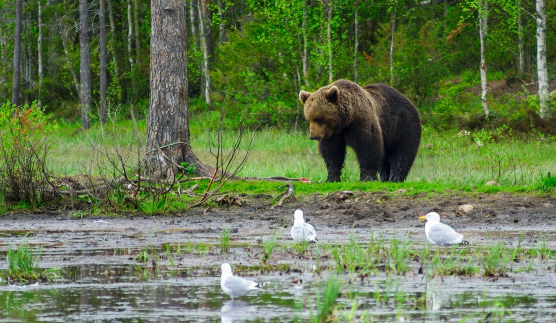 Summer in Finland: Lapland is not just for Christmas : Section 8