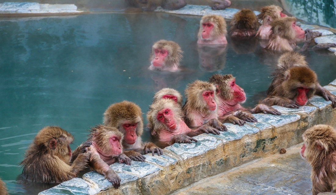 Macaques relax in a hot spring in Jigokudani Monkey Park