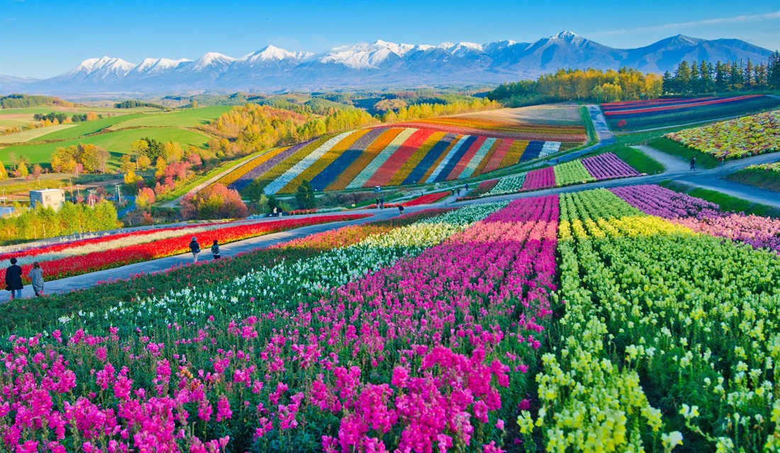 Flower gardens at Shikisai Hill in Biei