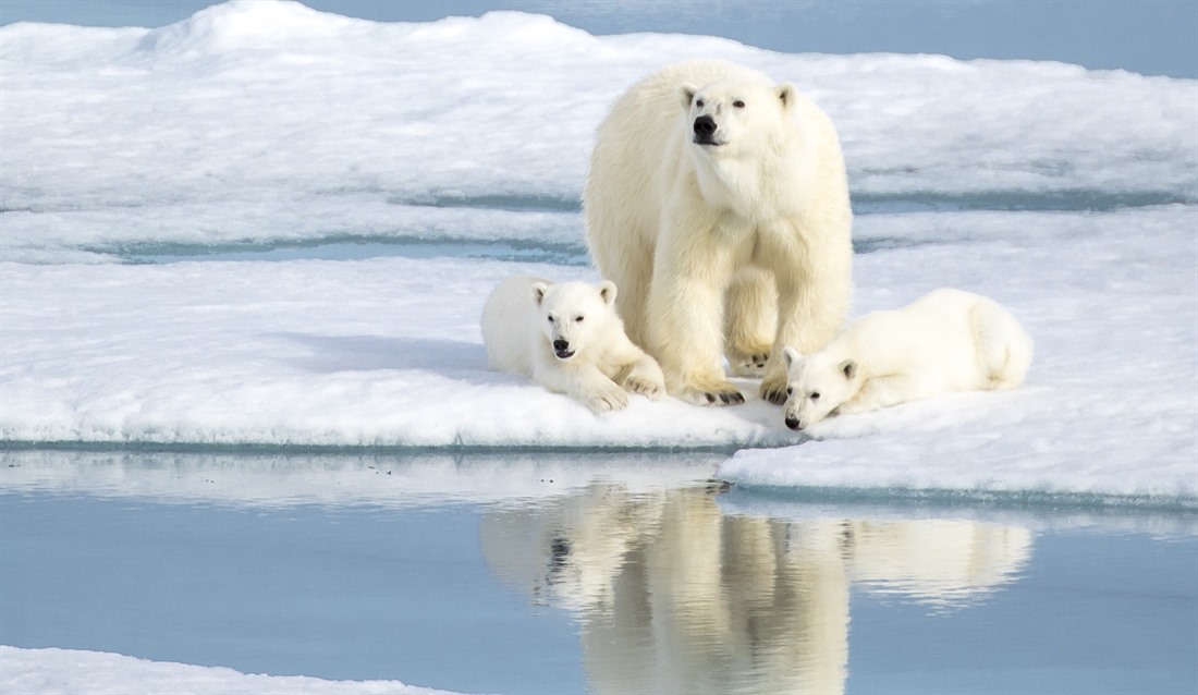Spotting Polar Bears in Svalbard : Section 7