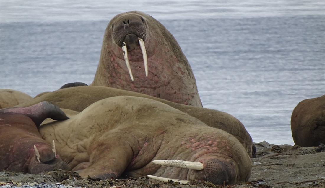 Spotting Polar Bears in Svalbard : Section 9