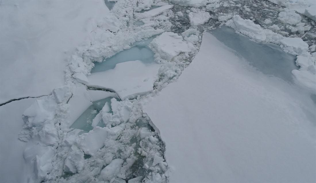 Spot the polar bear footprints in the snow!