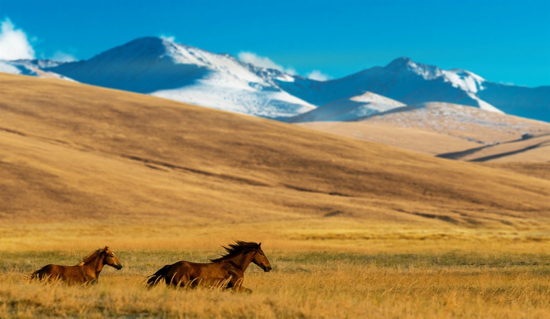 Horses gallop across the Assy Plateau near Almaty. © Shutterstock/Aureliy