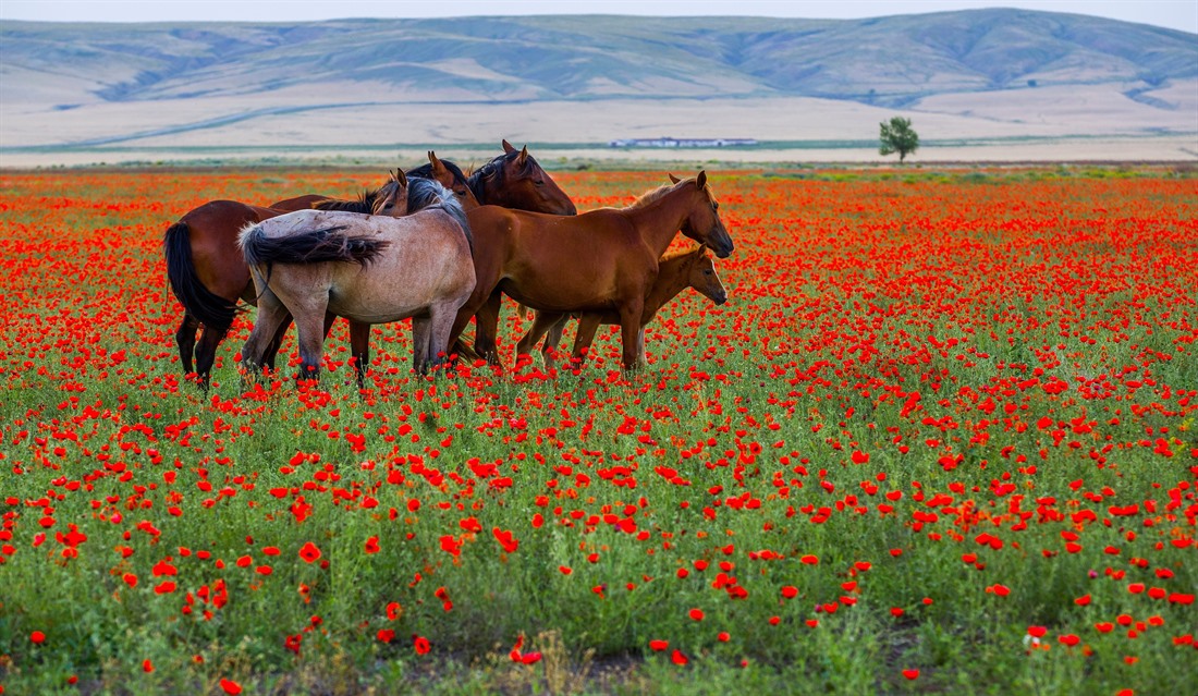 Horses in a poppy field near Almaty. © Shutterstock/Pavel Mikheyev