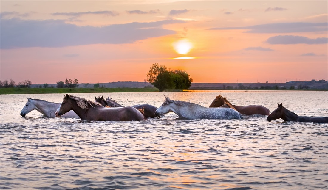 When the Volga River Delta is hit by spring floods, some of the region's denizens are forced to get wet in order to cross! © Shutterstock/Fedor Lashkov