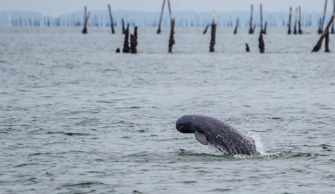 Irrawaddy River Dolphin