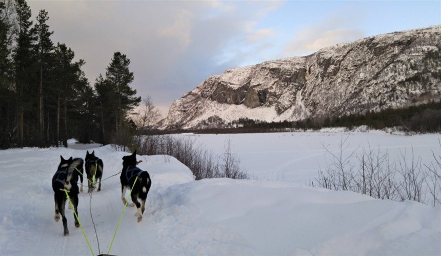 Dog sledding in Alta