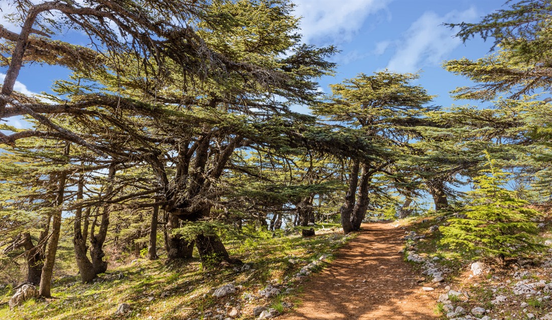 Cedar Trees in the Chouf Reserve, Lebanon