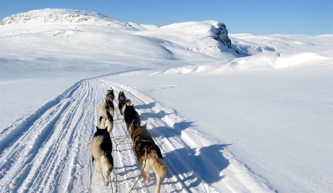 Husky safari © Javri Lodge