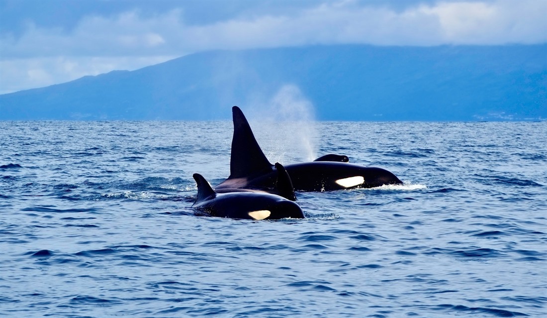 A pod of Orcas off the coast of Pico