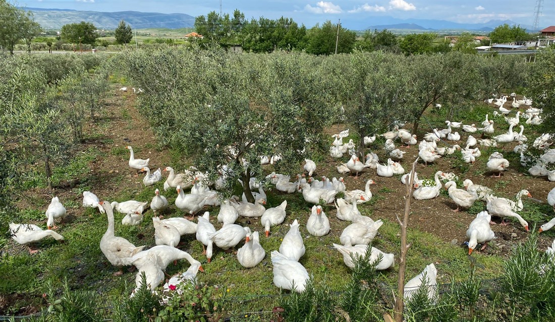 Review of Mrizi I Zanave Agroturizëm - Albanian Slow Food : Section 10