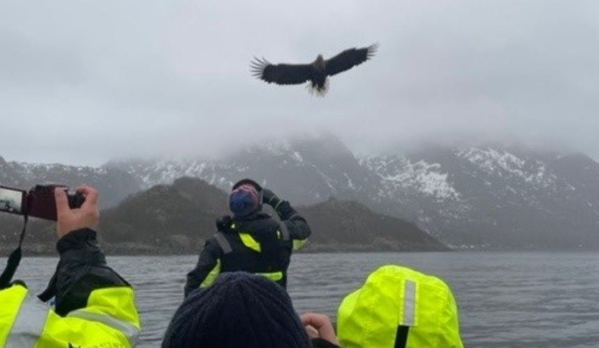 Searching for sea eagles