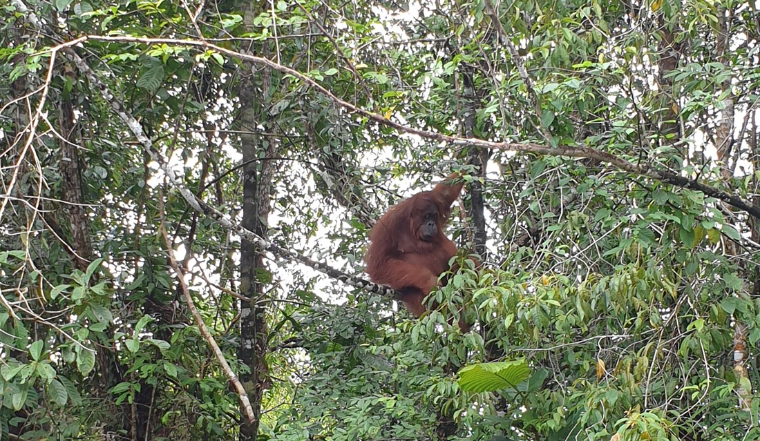 A shy Orangutan at Semenggoh Wildlife Centre 