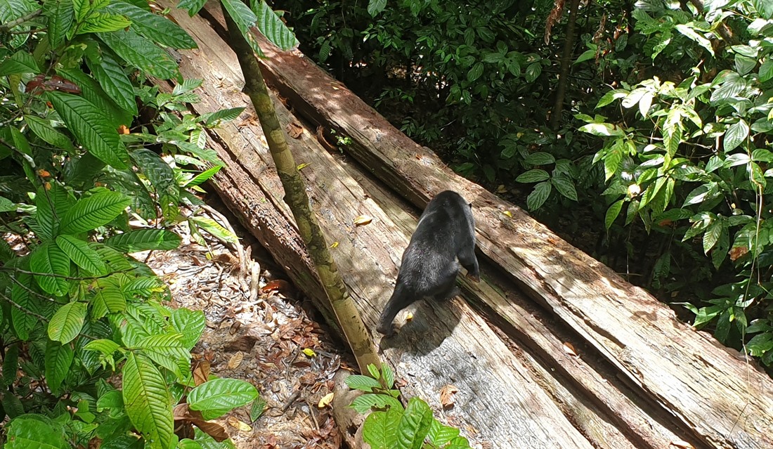 A prowling sun bear at The Sun Bear Centre