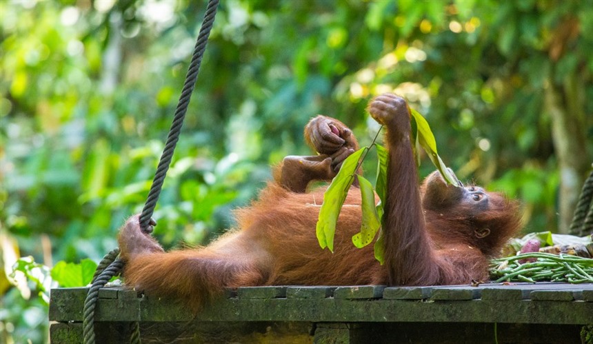 What Animals Live in Borneo? : Section 4