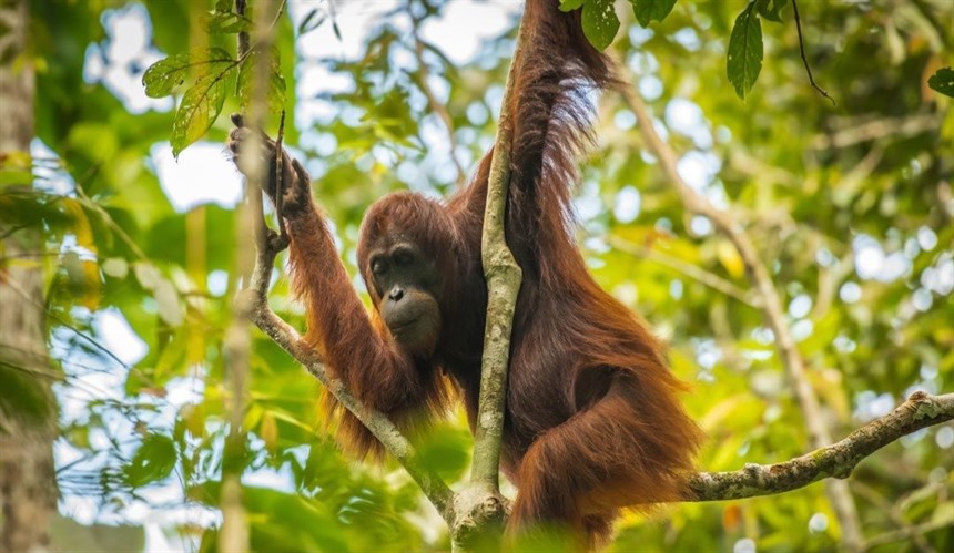What Animals Live in Borneo? : Section 12