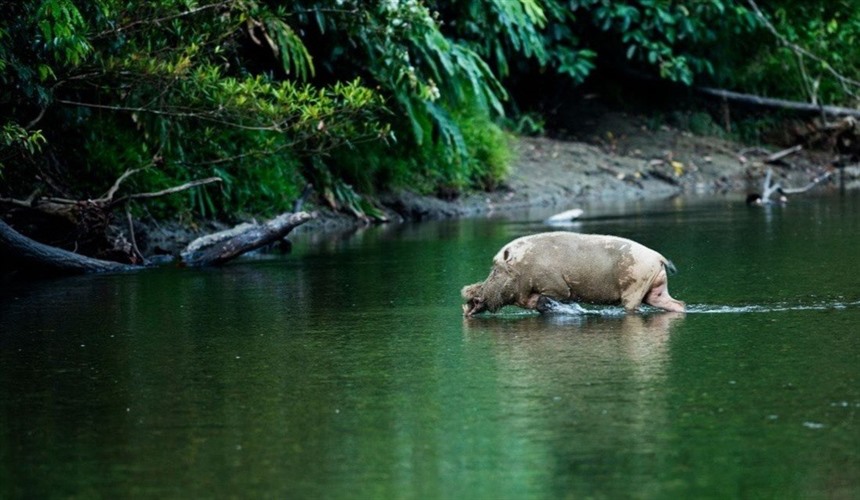 What Animals Live in Borneo? : Section 13