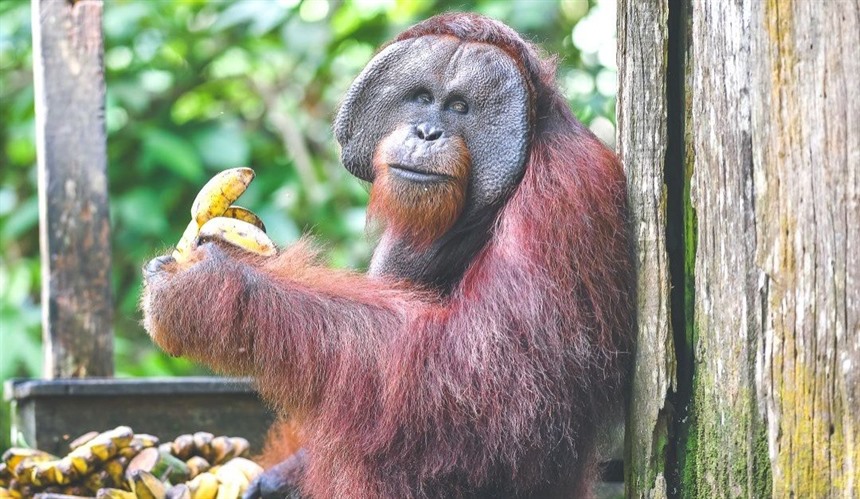 What Animals Live in Borneo? : Section 14
