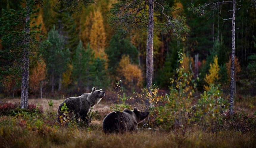 A Guide to Bear Watching in Finland : Section 1