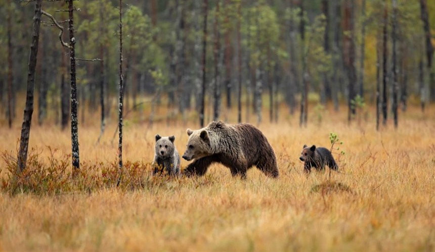A Guide to Bear Watching in Finland : Section 2