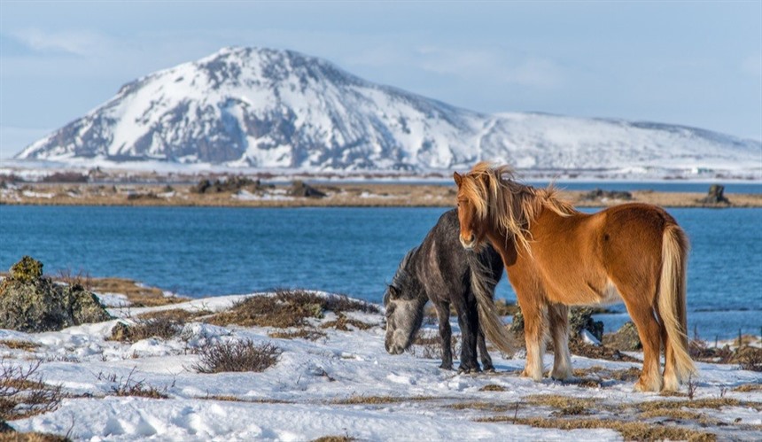 Lake Mývatn 