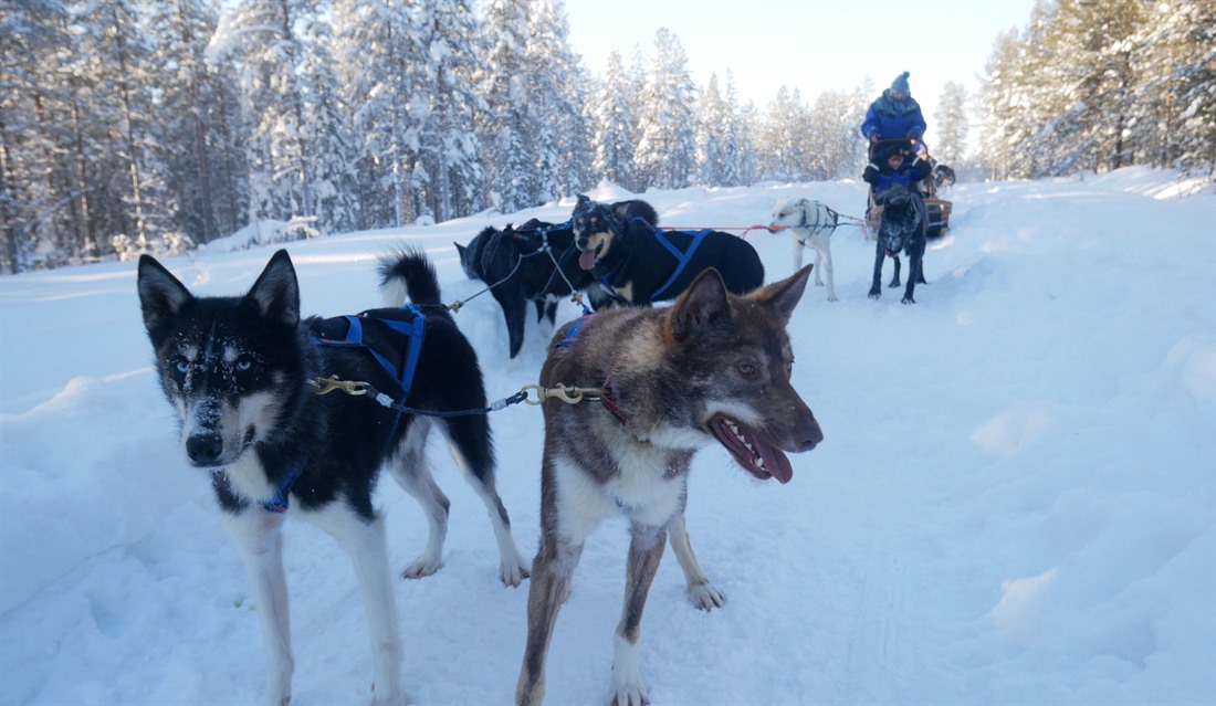 The Best Non-Christmas Activities in Lapland : Section 2