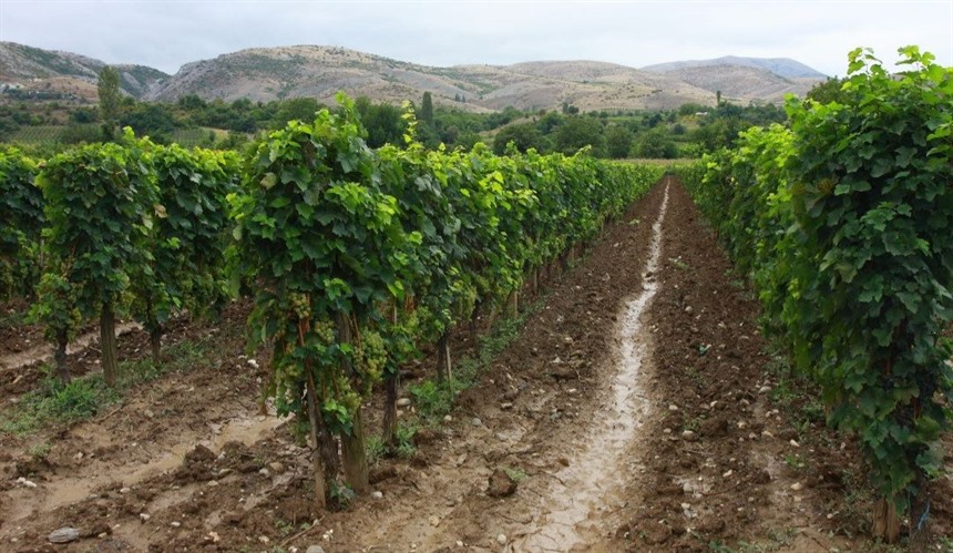 Demir Kapija Vineyard