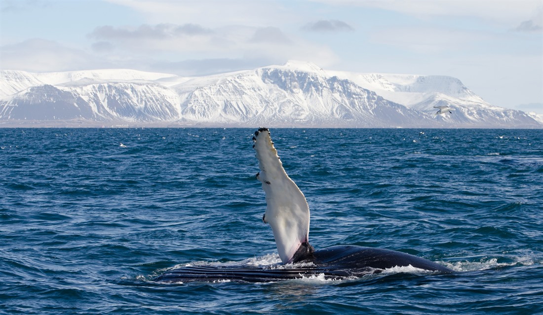 Whale Watching