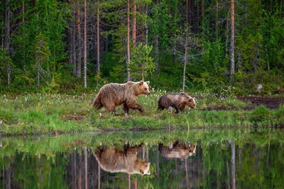 A Guide to Bear Watching in Finland