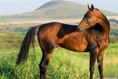 Discovering the Akhal-teke horses of Turkmenistan