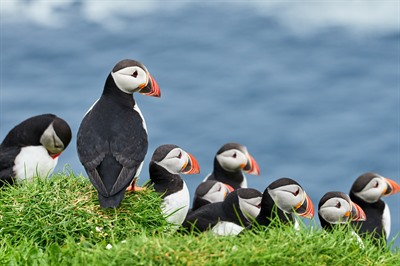 At Home in the Faroes