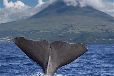 Best Time For Whale Watching in the Azores 