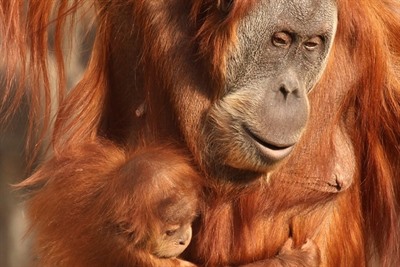 Orangutans in Borneo - Gelison's story