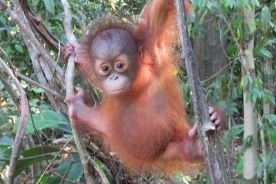 Regent Holidays & Orangutan Appeal UK: Archie's Story