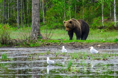 Summer in Finland: Lapland is not just for Christmas