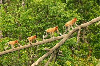 What Animals Live in Borneo?