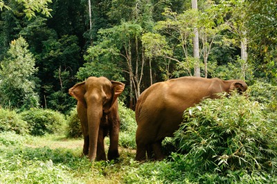 What To Do In Cambodia