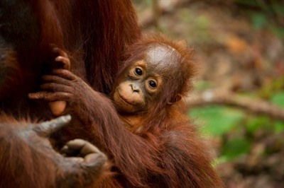 Borneo