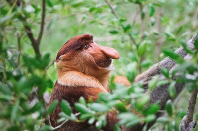 Bako National Park