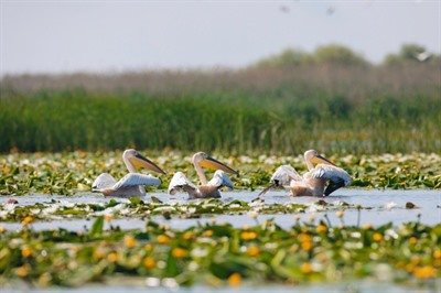 Danube Delta
