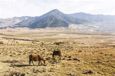 Phobjikha Valley