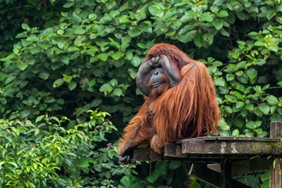 Semenggoh Wildlife Centre