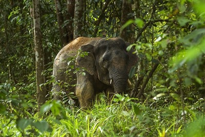 Tabin Wildlife Reserve