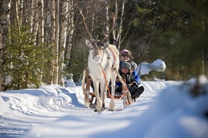 Along the reindeer path – 1 hour reindeer safari 1