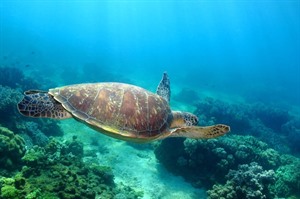 Sea Turtle