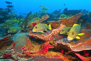 Apo Island