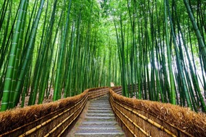 Bamboo Forest