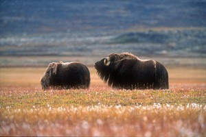 Kangerlussuaq - Arctic Nature Tour 1